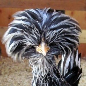 Meet your Posher, Emilee